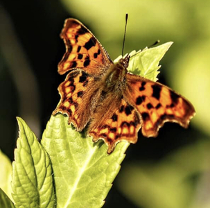 A comma butterfly 