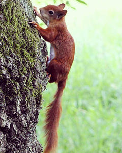 A red squirrel