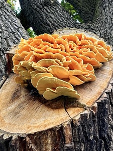 Laetiporus sulphurous