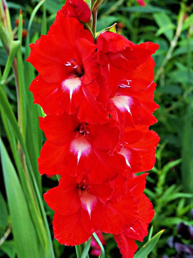 Gladiola