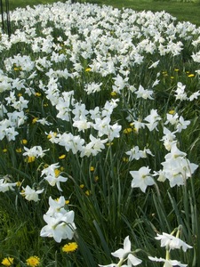 Narcissus