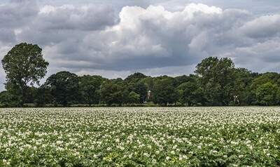 Potatoes flowering