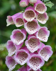 December - Foxglove by Barry Cornforth