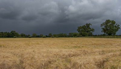 Not wanted at harvest