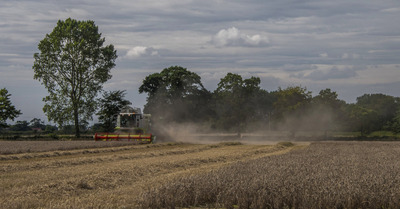 Wheat harvest