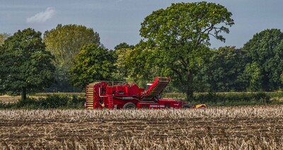 Potato harvest