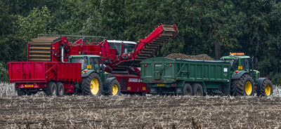 Potato harvesting