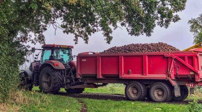 Into store for McCain's