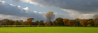 Winter cereal sprouting
