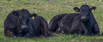 Aberdeen Angus