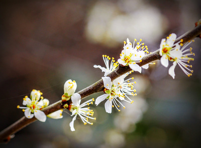 Blossom ( Hawthorne) 