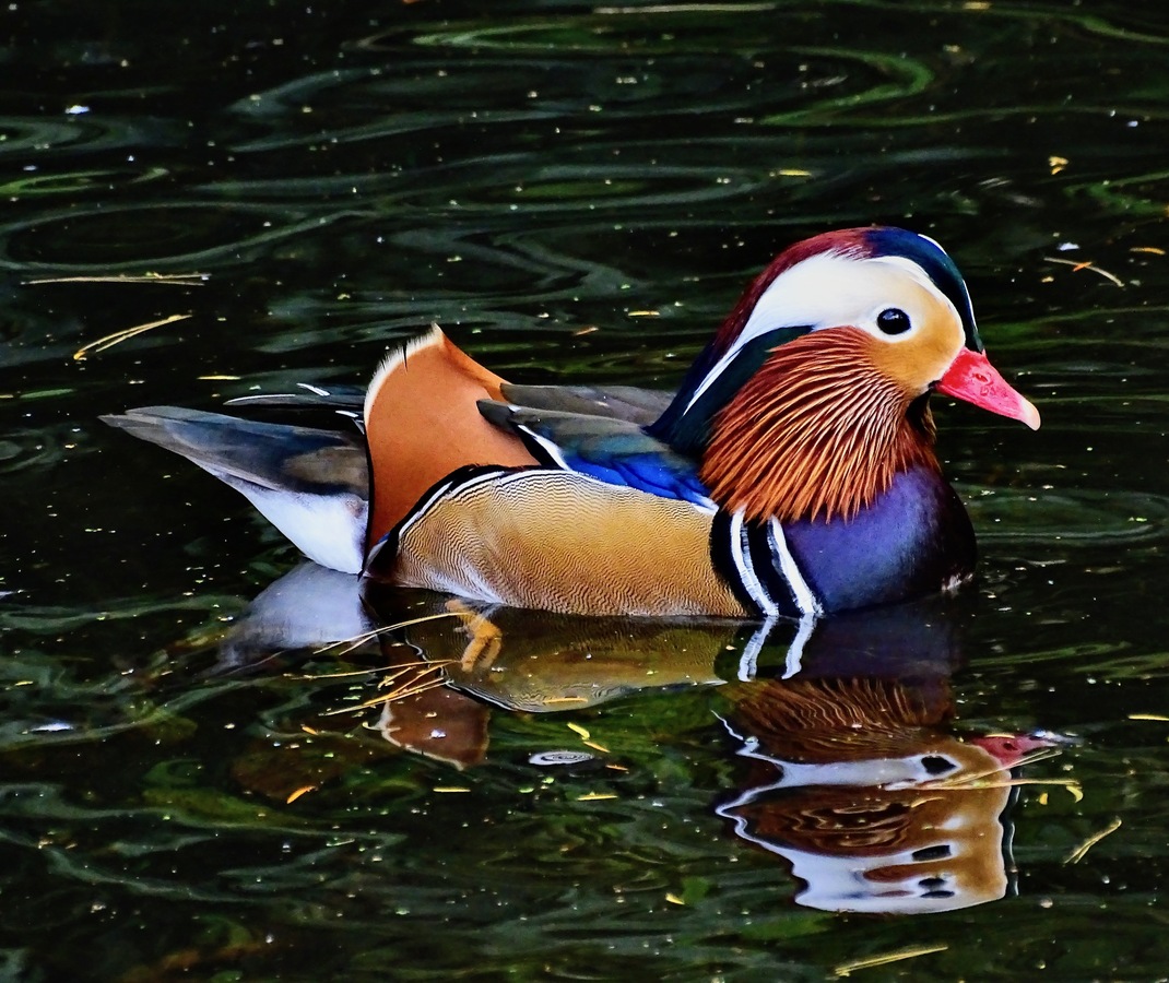 Mandarin