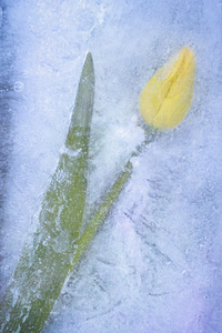 Tulip on ice