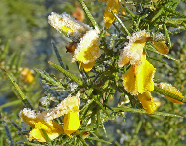 Frost on Gorse