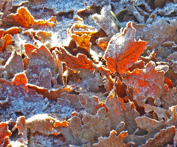 Frost on leaves.