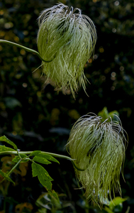 Clematis tangutica seed heads