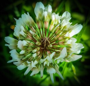 White Clover