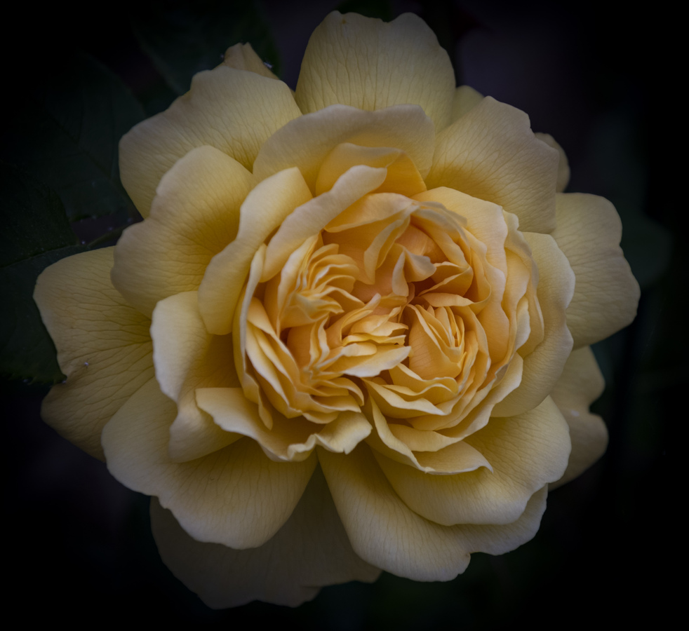 Peach Rose - Foss Photography Club