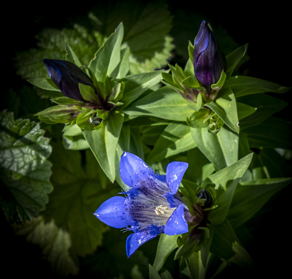 Gentian