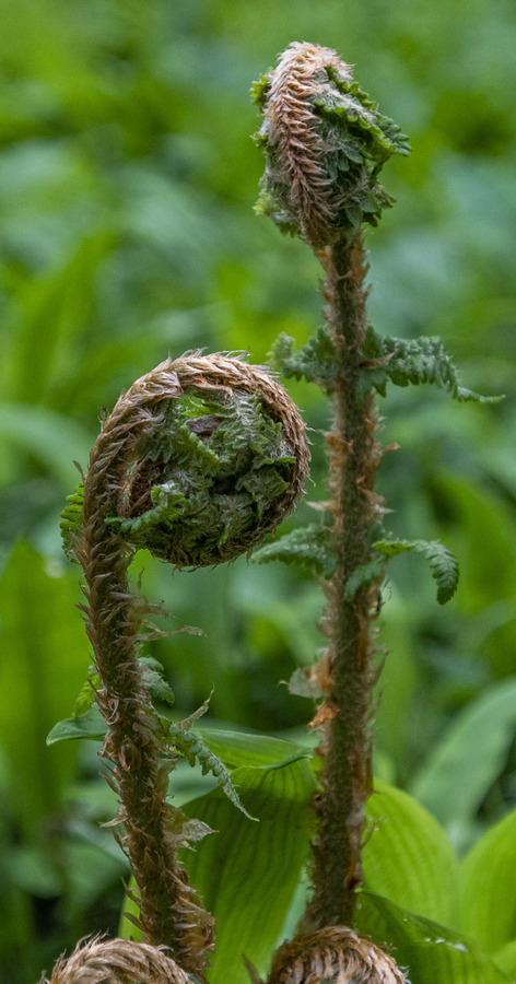 Male Fern - Foss Photography Club