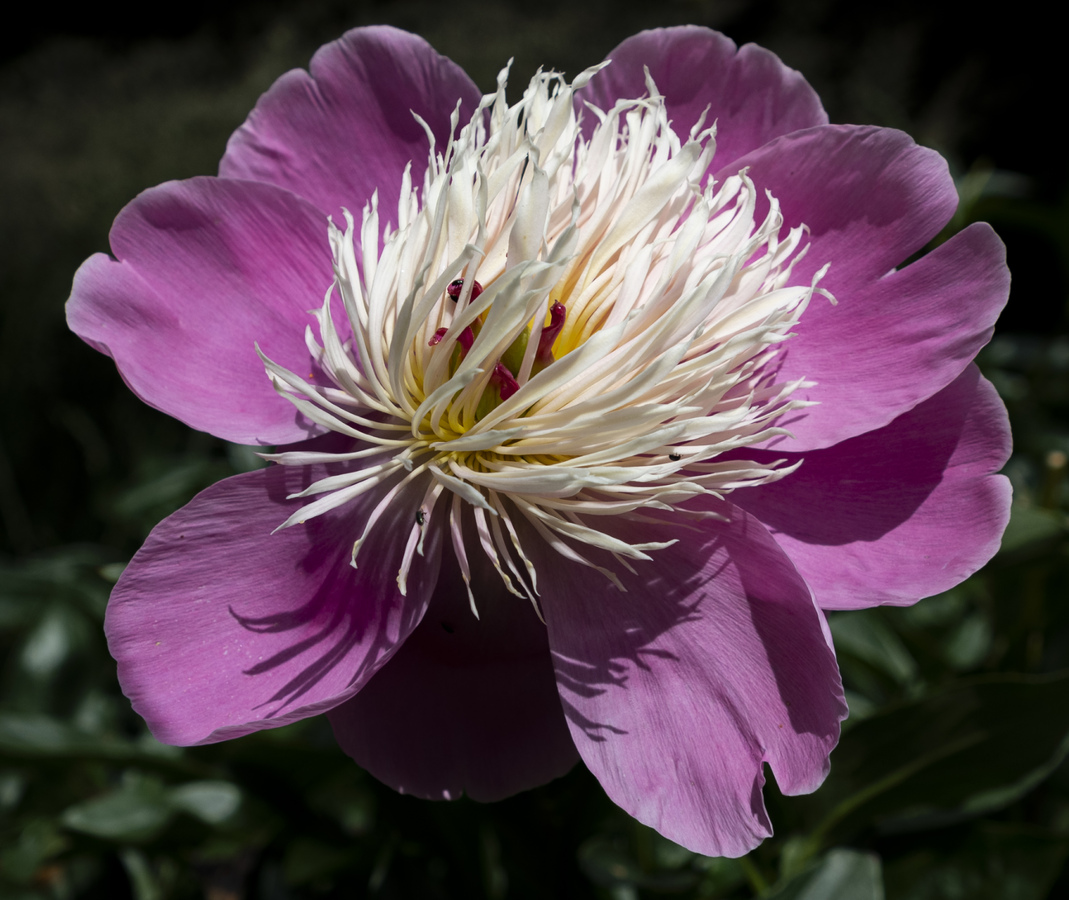 Peony