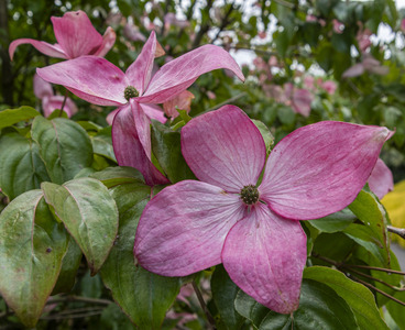 Flowering Dogwood