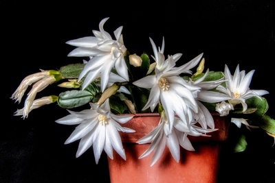 Christmas cactus