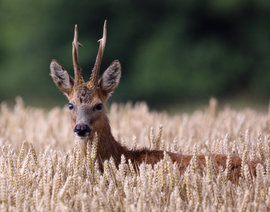 MH Roe deer in wheat field 