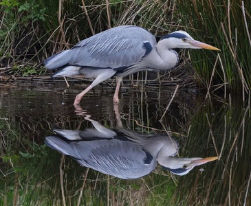 Grey heron in stealth mode 