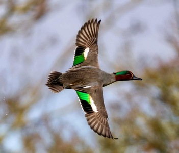 MH Teal in flight