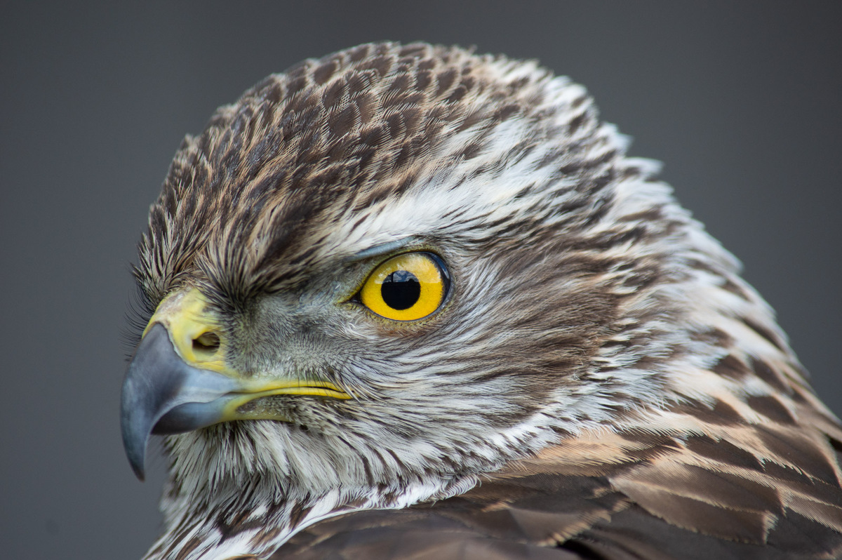 Buzzard