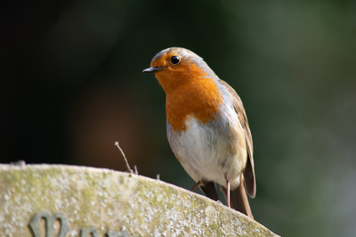 Robin on Headstone