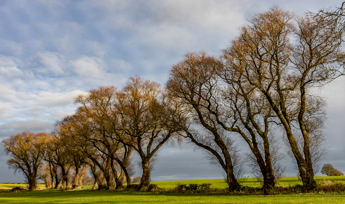 Treeline