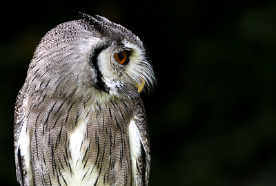 White Faced Owl