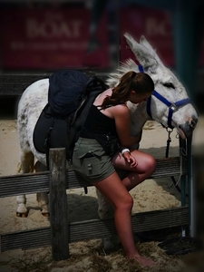 Donkey Love