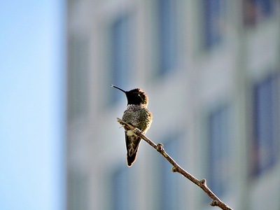 City Bird