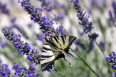 Lavender Patch