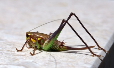 Grasshopper