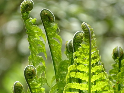 Fern