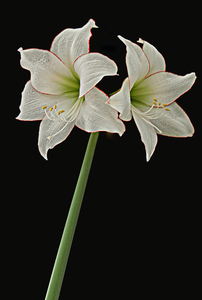 Amaryllis