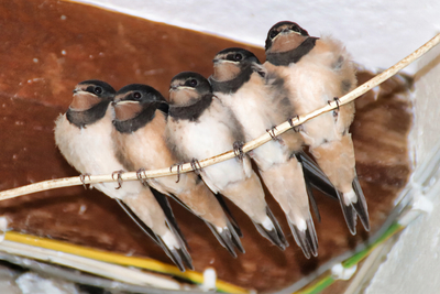 Birds on a Wire