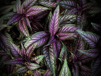 September - Persian Shield by Gary Hall