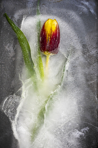 Tulip on ice
