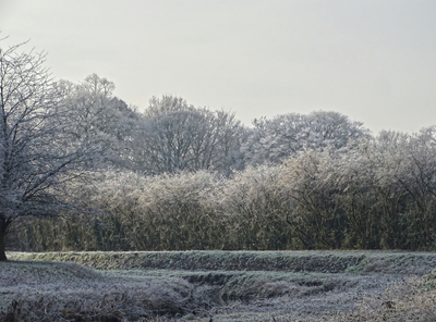 Frosty Hedge