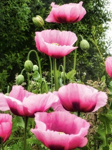 Tulips gone wild