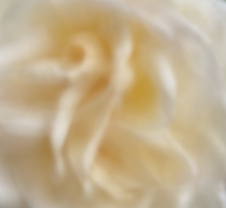 Cream Rose