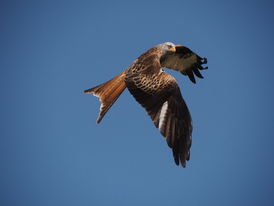 Red Kite