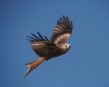Red Kite No2