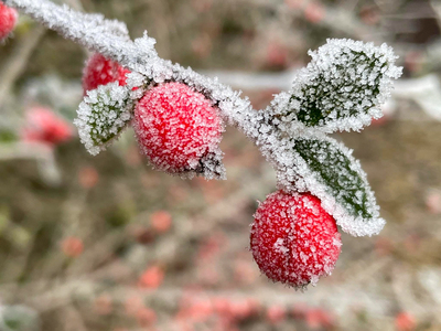 Frosty red berries