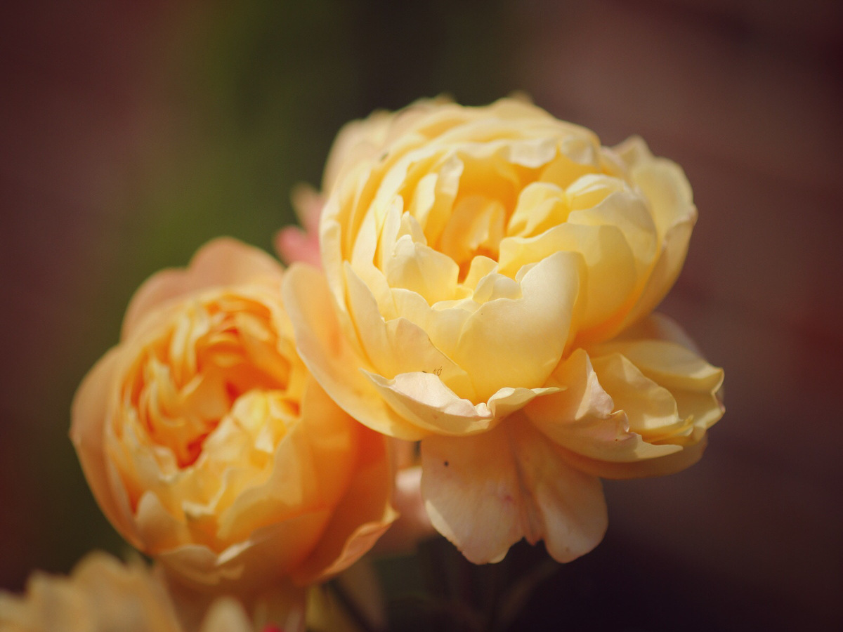 David Austin Rose - Foss Photography Club